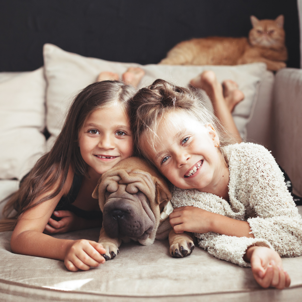 How To Entertain Your Pet