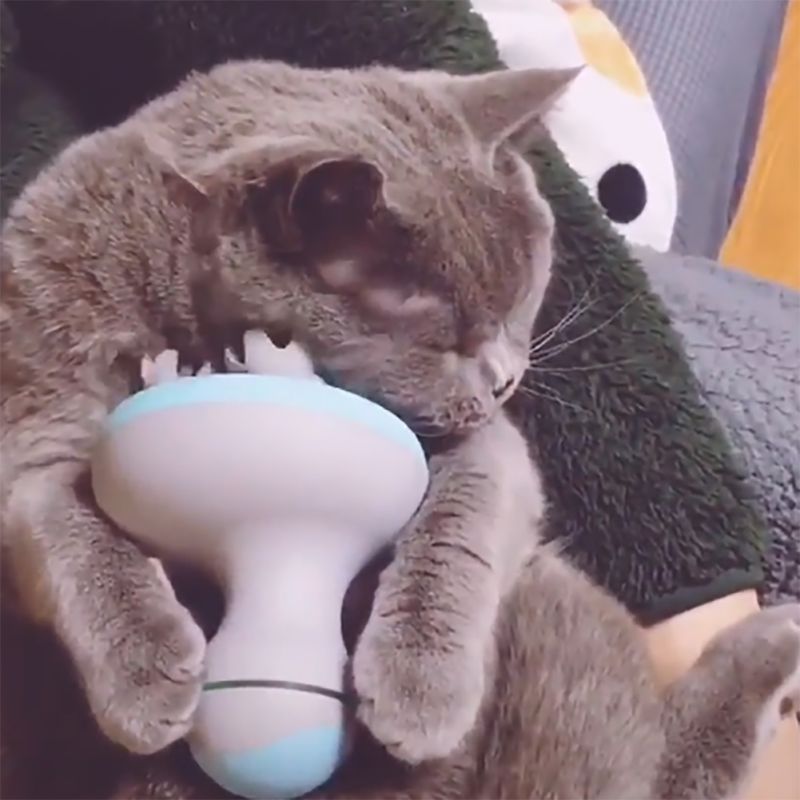 Intelligent Pet Massager - Companion Pet Supply
