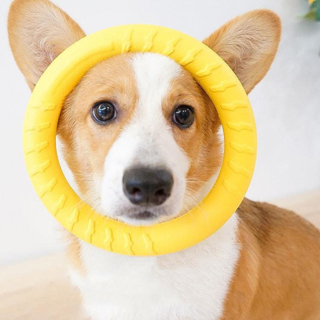 Dog Training Flying Discs - Companion Pet Supply