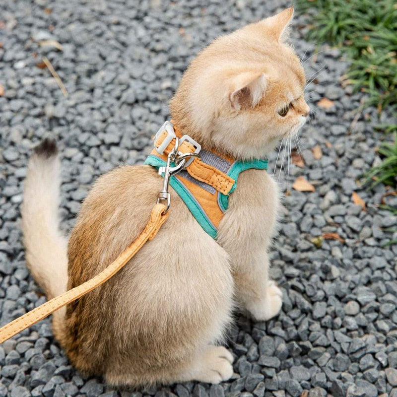 Cat Harness Leash Set - Companion Pet Supply