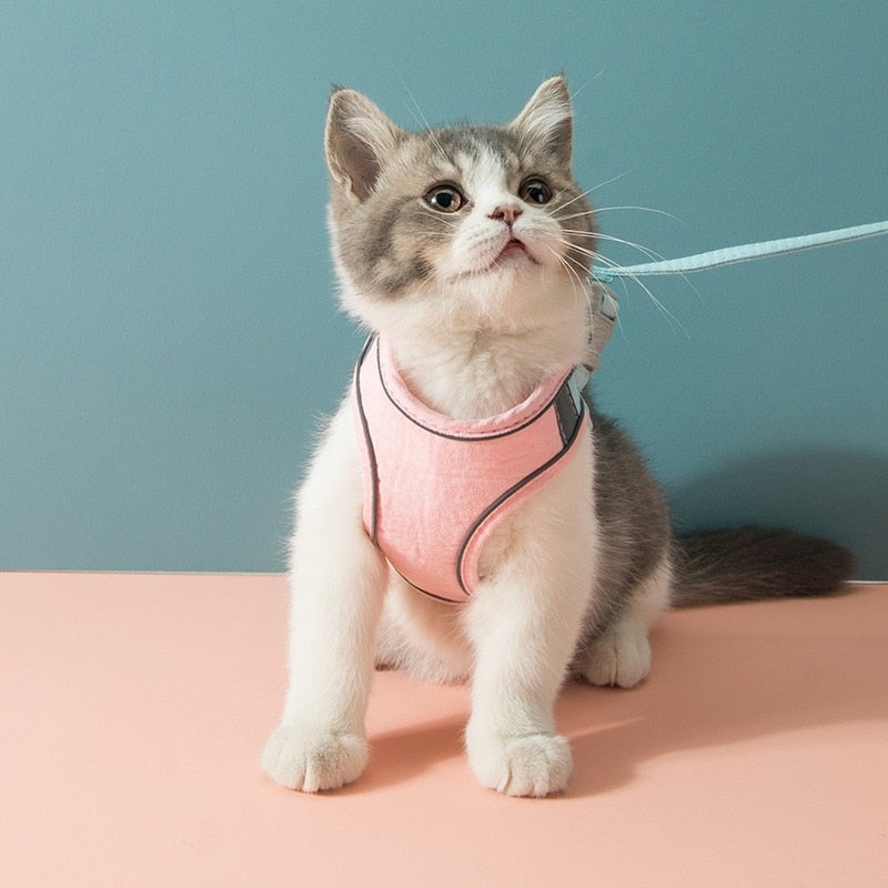 Cat Harness Leash Set - Companion Pet Supply
