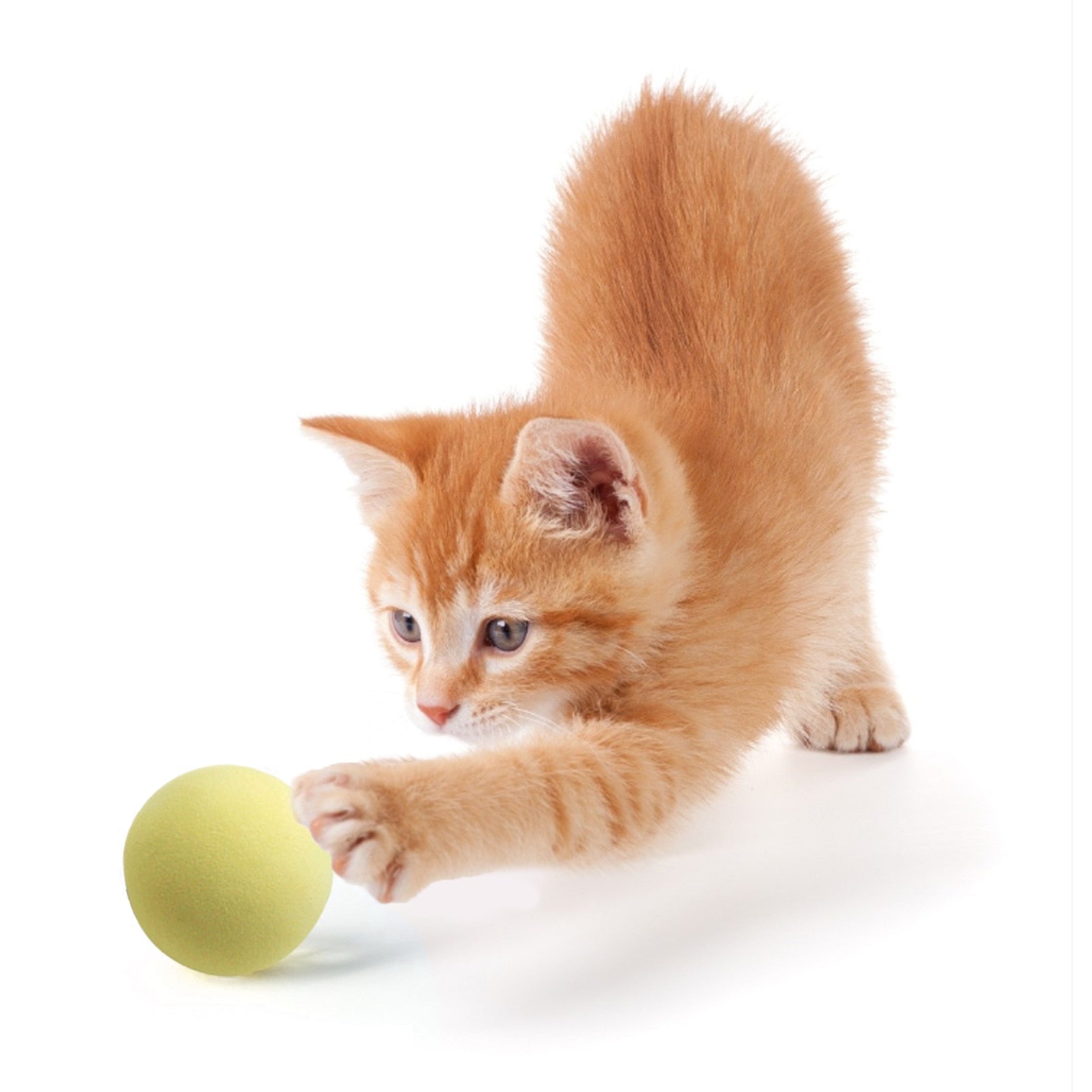 Interactive Catnip Cat Ball - Companion Pet Supply